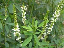 White sweet clover, typical flower in Norway