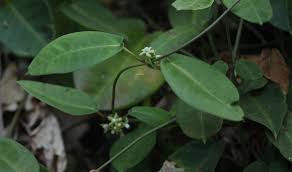 Image result for Cynanchum ledermannii