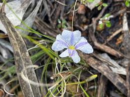 Image result for Goodeniaceae