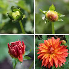 How to care for the flower as it grows. Dahlias From Bud To Bloom Longfield Gardens