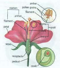 Kingdom Plantae Plant Science Parts Of A Flower Kingdom Plantae
