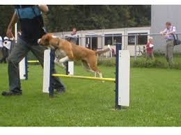 De oostenrijkse pinscher behoort tot de rasgroep pinschers, schnauzers, molossers en zwitserse sennenhonden. Oostenrijkse Pinscher