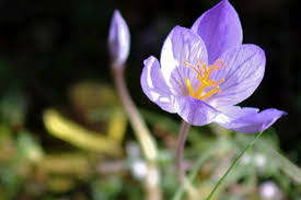Podzimní ocún sličný (colchicum speciosus) je opravdu krásný, ale je i jedovatý. Podzimni Safran A Jine Cibuloviny Sazime A Presazujeme V Lete Zahradkar