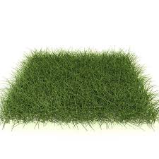 Grass Outdoor Modelled 3d Model Warm Season Grass Photoshop Landscape Tree Photoshop