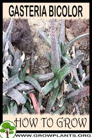 Leaves are thick, fleshy, rounded below and dark green in color with white specks. Gasteria Bicolor How To Grow Care