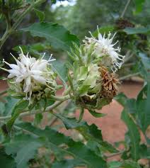 Image result for Vernonia adoensis