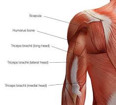 How to build a better back. The Best Way To Train All 6 Major Muscle Groups Legion Athletics