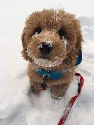 These goldendoodles puppies located in georgia come from different cities, including, thomasville, lagrange, columbus, buford. F1 Miniature Goldendoodle Puppy 10 Weeks Loves The Snow Goldendoodle Puppy Goldendoodle Miniature Goldendoodle Puppies