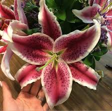 While their large pink and white blooms are pleasing to the eye, their seductive scent is what makes these flowers magical. Stargazer Lily Lily Flower Lily Flowers Near Me Wholesale Flowers Stargazer Lily Online Wedding Flowers Wholesale Flowers