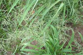 Image result for Eragrostis cilianensis