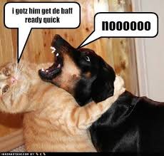 Funny Captions For Photos Google Images Dog Quotes Funny Funny Animals Funny Dogs