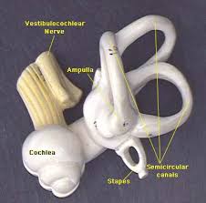 Cochlea Model Human Anatomy And Physiology Anatomy And Physiology Medical Anatomy