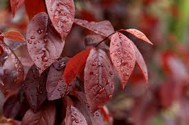 Maybe you would like to learn more about one of these? Prunus Cerasifera Thundercloud Cherry Plum