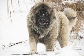 Maybe you would like to learn more about one of these? Caucasian Shepherd Dog Dog Breed Information American Kennel Club