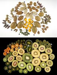 Image result for Actinidia