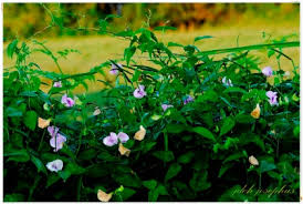 Image result for Vigna mildbraedii