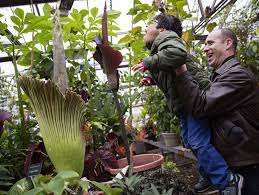 Corpse Flower Mn Best Flower Wallpaper