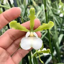 Image result for Barleria randii