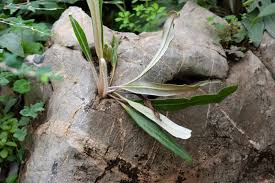 Image result for Pyrrosia schimperiana