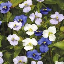 Image result for Commelina pycnospatha
