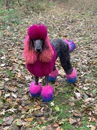 Opawz Permanent Dye For Dog And Horse Dog Hair Dye Poodle Dog Grooming Creative Grooming