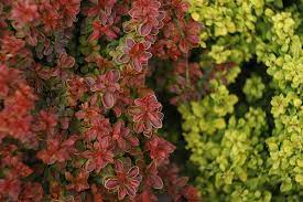 The soil is a sandy lome. How To Grow And Care For Barberry Bushes Gardener S Path