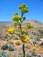 Recent photo's from southeast arizona. Wildflowers Of Arizona