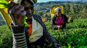 All job seekers should learn to create a custom cover letter for every role to which they apply. Sri Lanka S Ceylon Tea Workers Live Under A Legacy Of Exploitation Asia An In Depth Look At News From Across The Continent Dw 22 09 2020