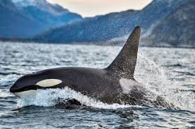 The name orcas is a shortened form of horcasitas. Tauchen Mit Orcas In Norwegen Divemasterdivemaster