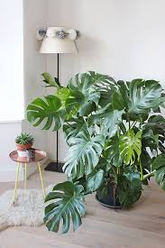 Houseplants That Improve Air Quality Monstera Tropical Plants We Need Plants Like This Over The Winter When The Windows A Plants Indoor Plants Plant Decor