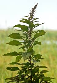 Image result for Amaranthus hybridus