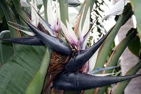 Funchal Botanical Garden Strelitzia Nicolai Img 1866 Jpg Jpeg Image 3888 2592 Pixels Scaled 32 Florals Pinterest