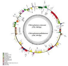 Image result for Chlorophytum gallabatense