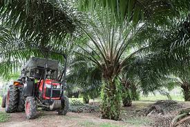 Open vacancies at ioi plantation services sdn bhd (1). Ioi Q2 Earnings Rise To Rm213 5mil The Star