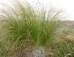 Image result for Coleochloa