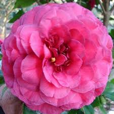 Nuccio S Bella Rossa Beautiful Full Bloom Unusual Color Rosas Camelias Camelia