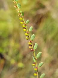 Image result for Phyllanthus glaucophyllus