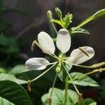 Image result for Cleome aculeata