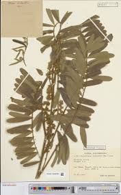 Image result for Tephrosia nyikensis