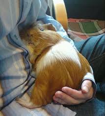 Pin On Guinea Pigs