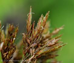 Image result for Pycreus