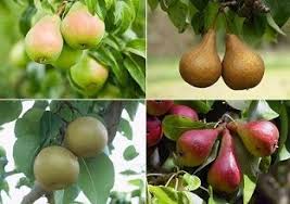 Check spelling or type a new query. Pear Tree Types Fruit Trees Fruit Garden Growing Fruit Trees