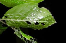 カイガラムシの生態 種類や幼虫と成虫の特徴は Horti ホルティ By Greensnap