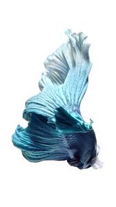 Pin By Alma Menta On Betas Iphone 6s Wallpaper Live Wallpaper Iphone Moving Wallpaper Iphone