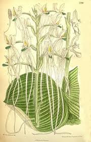 Image result for Habenaria armatissima