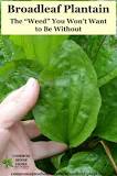 Image result