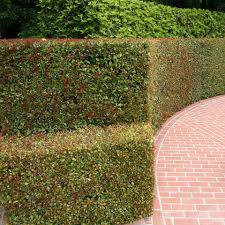 Image result for Eugenia