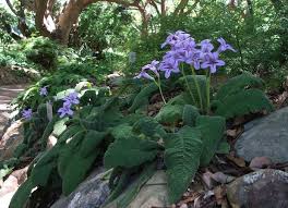 Image result for Streptocarpus