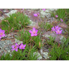 Image result for Talinum tenuissimum