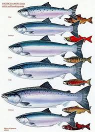 Know Your Pacific Salmon Chart Adults And Breeding Males